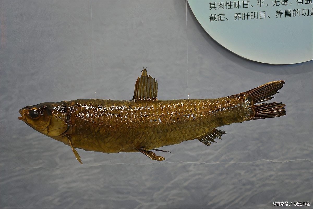如何設置龍魚養(yǎng)殖環(huán)境