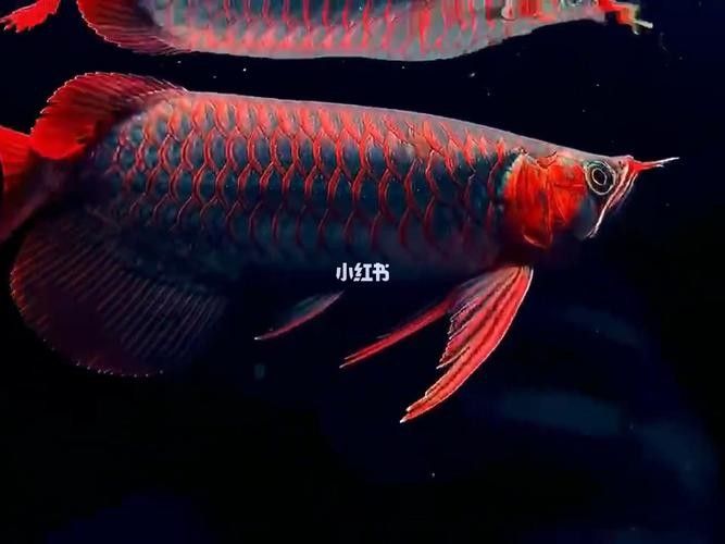 血麒麟紅龍魚價格是多少 龍魚百科 第3張 血麒麟紅龍魚價格是多少 血麒麟紅龍魚價格是多少 龍魚百科 第3張