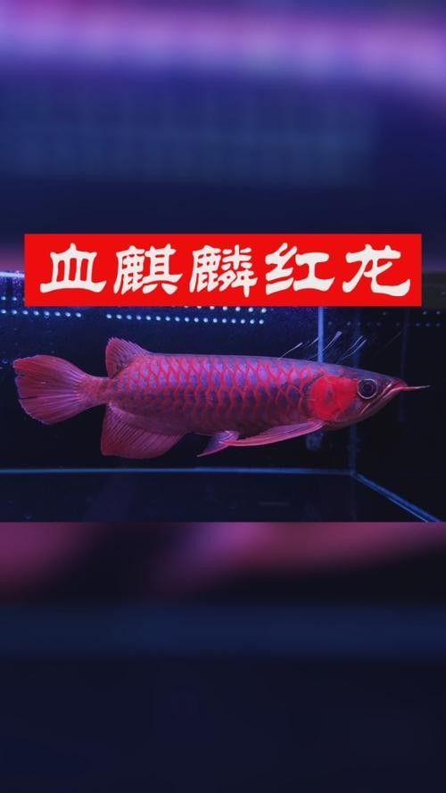 血麒麟紅龍魚價格是多少 龍魚百科 第4張 血麒麟紅龍魚價格是多少 血麒麟紅龍魚價格是多少 龍魚百科 第4張