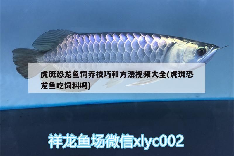虎斑恐龍魚飼養技巧和方法視頻大全(虎斑恐龍魚吃飼料嗎)
