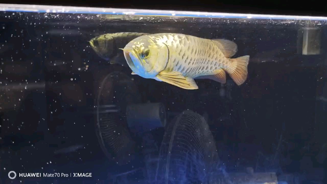 好久不見(jiàn)，一切安好！ 好久不見(jiàn)，一切安好！ 龍魚(yú)論壇