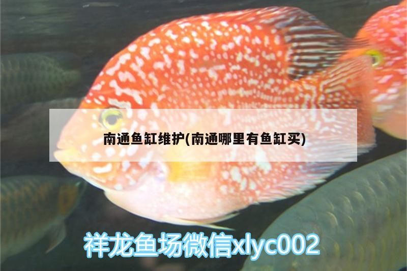 南通魚缸維護(南通哪里有魚缸買) 南通魚缸維護(南通哪里有魚缸買) 觀賞魚百科