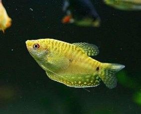 如何減少藍(lán)曼龍對(duì)斑馬魚的攻擊