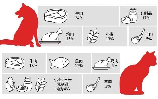 如何判斷龍貓是否對新糧過敏