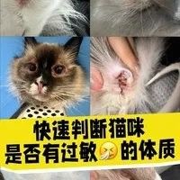 如何判斷龍貓是否對新糧過敏
