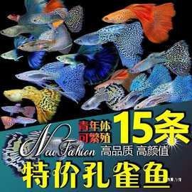 成都龍魚市場的價格范圍是多少（成都龍魚市場價格） 成都龍魚市場的價格范圍是多少（成都龍魚市場價格） 龍魚百科 第13張