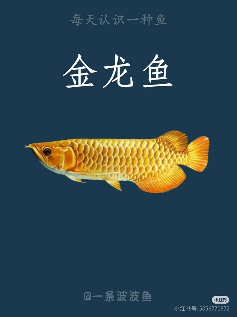 如何挑選高質(zhì)量的金頭金龍魚（如何挑選高質(zhì)量金頭金龍魚）
