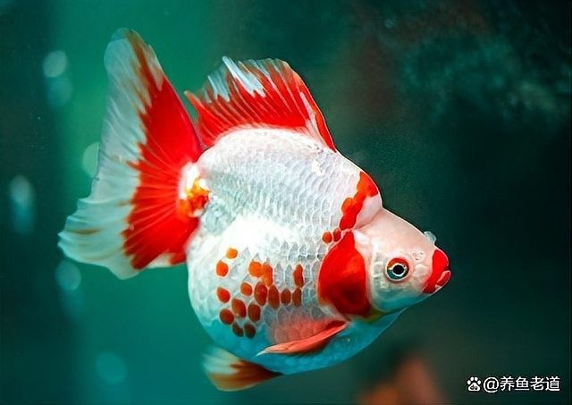 龍魚尾巴紅血絲會自愈嗎（龍魚尾巴出現紅血絲怎么辦？）