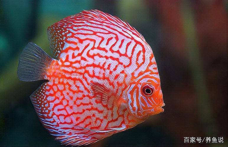 龍魚尾巴紅血絲會自愈嗎（龍魚尾巴出現紅血絲怎么辦？）