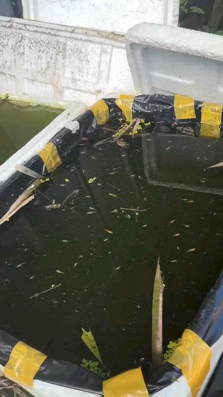 抓魚（抓魚，本文探討了捕魚技術的歷史演變、現代捕魚對環境的影響）