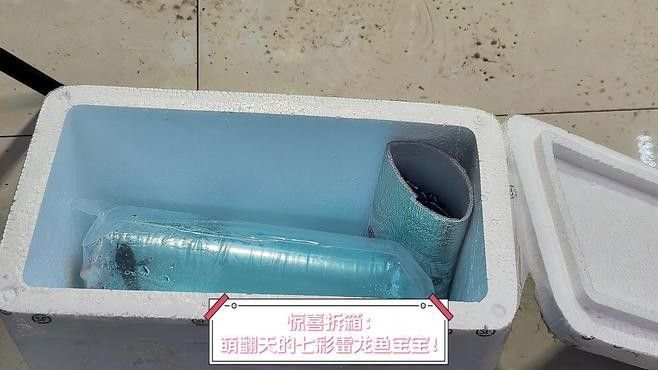 七彩雷龍魚有哪些品種？