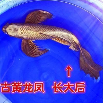 金龍魚印尼和馬來西亞哪個好養（金龍魚印尼和馬來西亞的養護方式相似，兩者都適合在溫暖、濕潤的環境中生活）