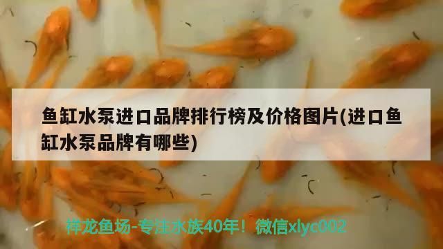 魚缸水泵進口品牌排行榜及價格圖片(進口魚缸水泵品牌有哪些) 魚缸水泵進口品牌排行榜及價格圖片(進口魚缸水泵品牌有哪些) 觀賞魚百科