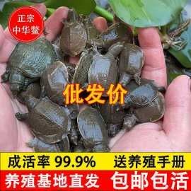 東方水產是否提供龍魚魚苗？