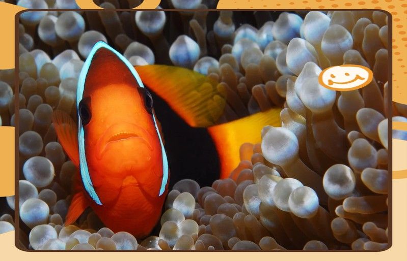 火龍魚繁殖期一般是什么時候？（火龍魚怎么繁殖起航）
