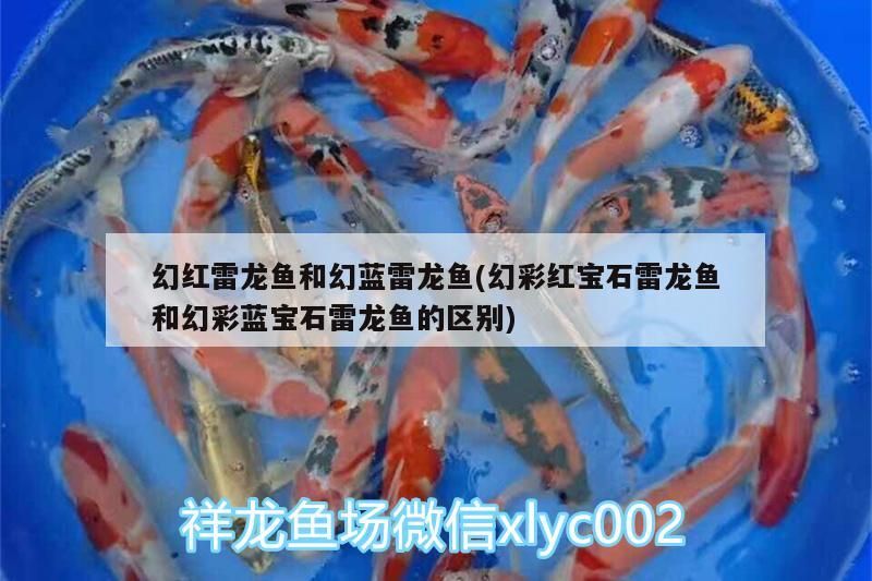 幻紅雷龍魚和幻藍雷龍魚(幻彩紅寶石雷龍魚和幻彩藍寶石雷龍魚的區別)（幻紅雷龍魚和幻彩藍寶石雷龍魚的區別）