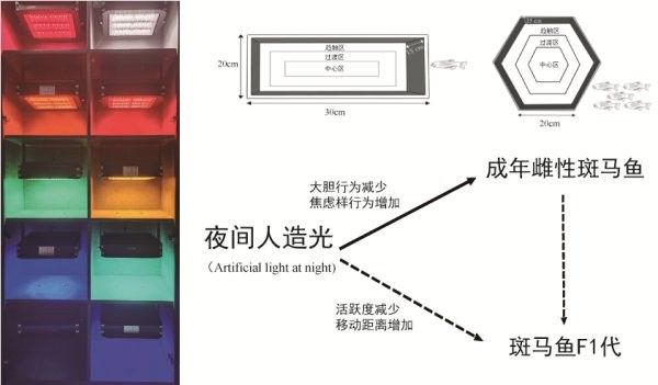 如何根據魚種選擇燈光？（如何根據魚種的特性來選擇適合的燈光）