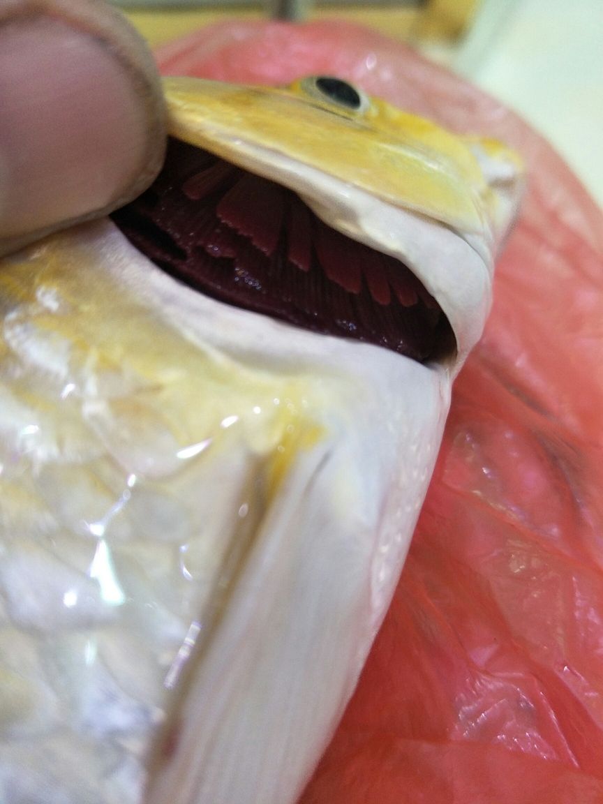 腮