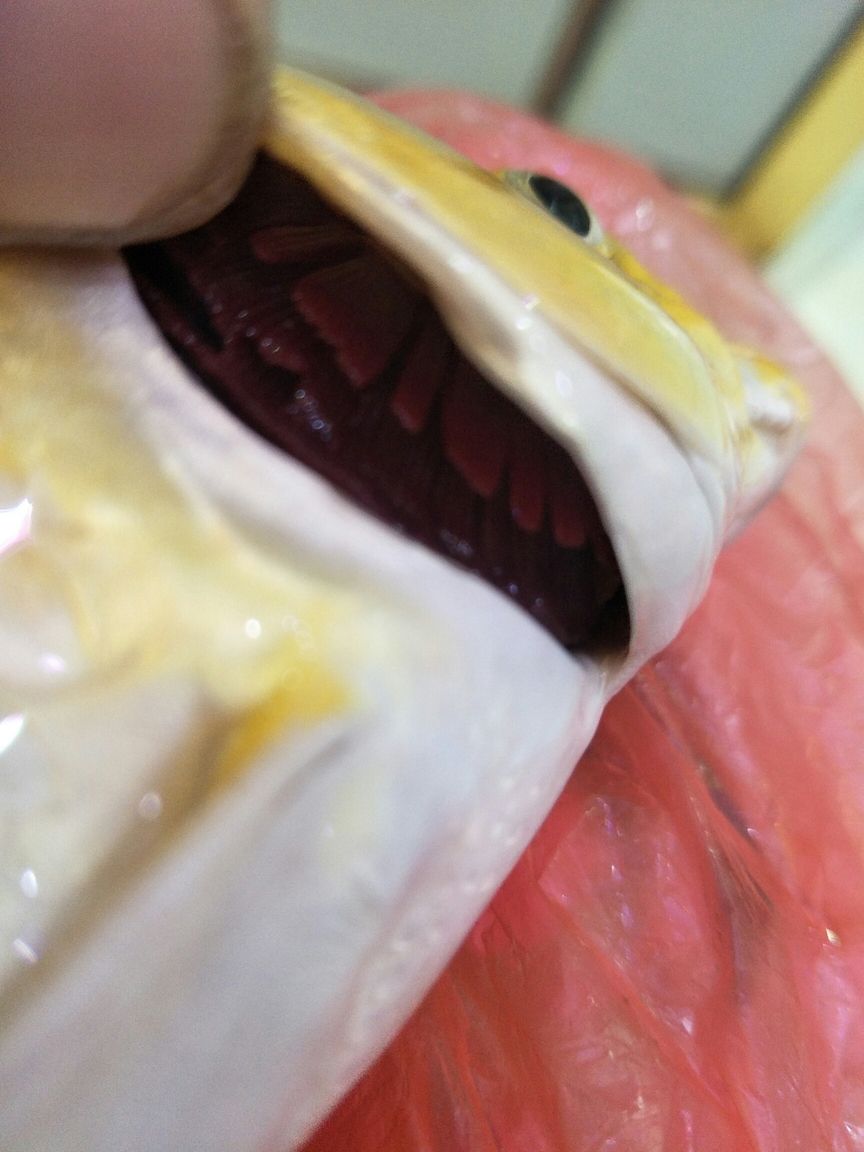 腮
