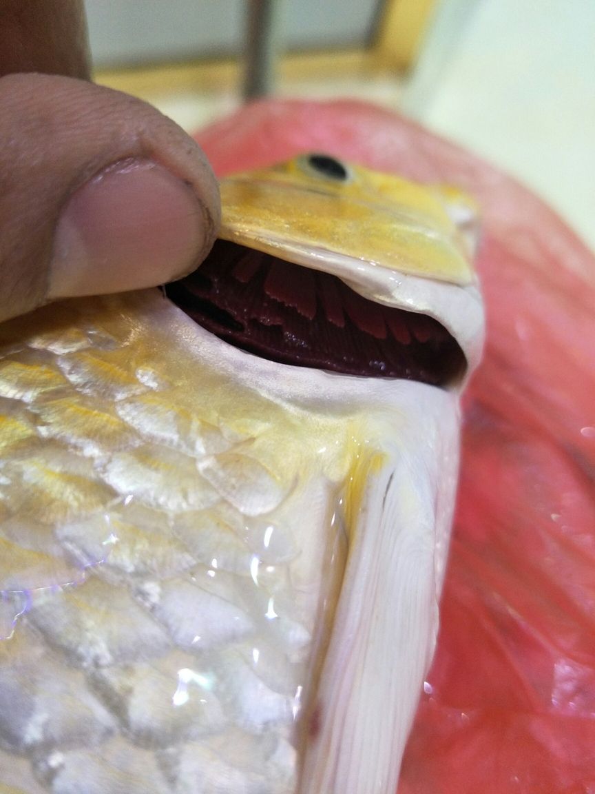 腮