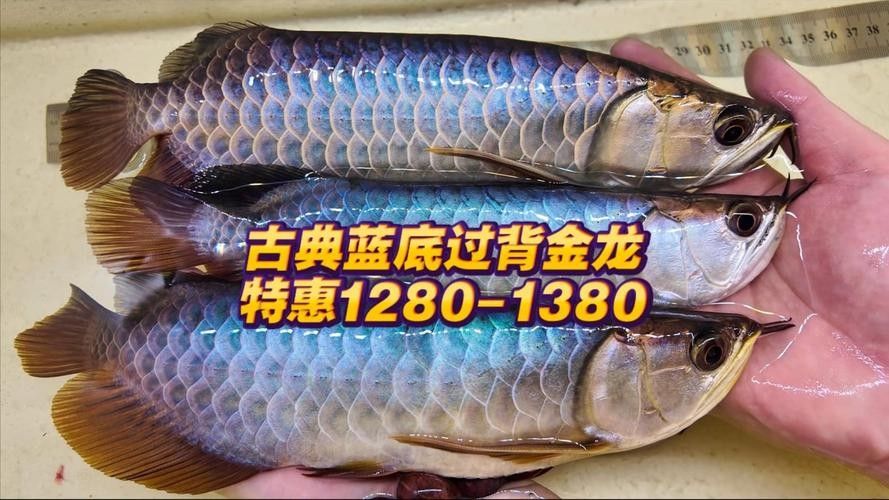 古典藍底過背金龍魚的市場需求