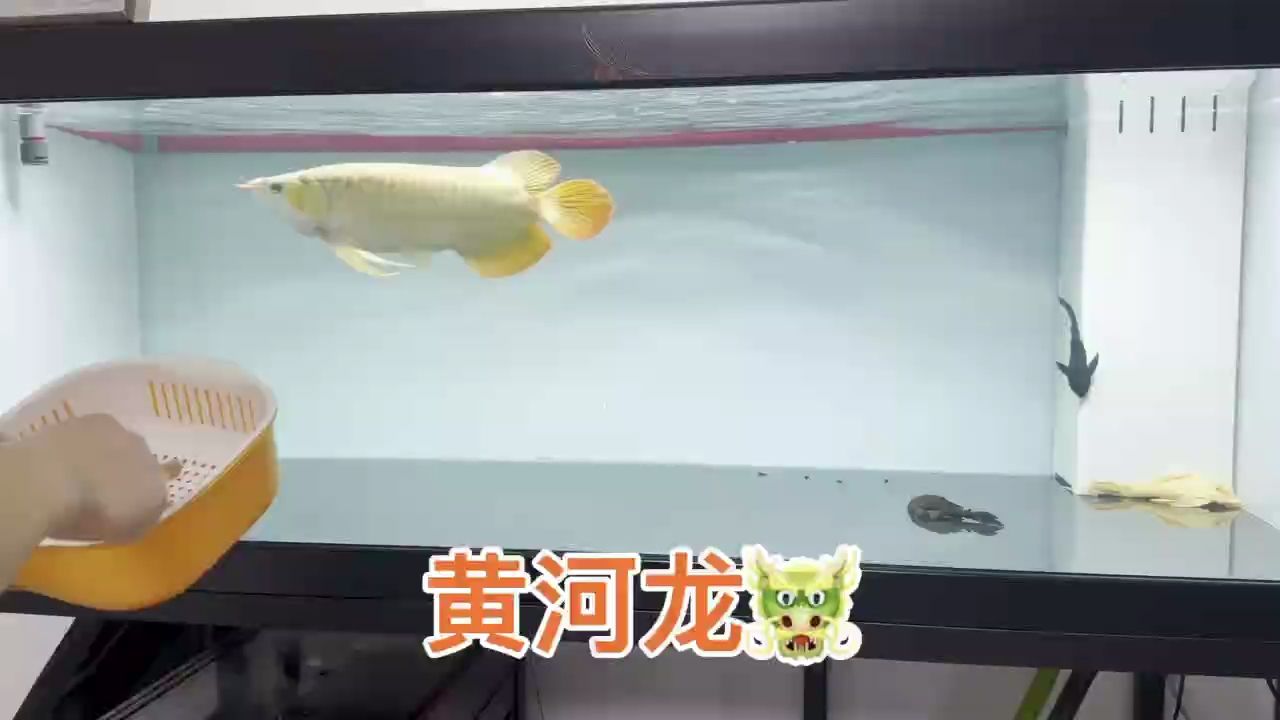 魚缸過濾器選購指南:自制魚缸過濾器魚缸上置過濾器對于養魚愛好者的必備知識 總冠軍教你如何養好魚(總冠軍教你養好魚) 龍魚論壇 總冠軍教你如何養好魚(總冠軍教你養好魚) 總冠軍教你如何養好魚(總冠軍教你養好魚) 龍魚論壇