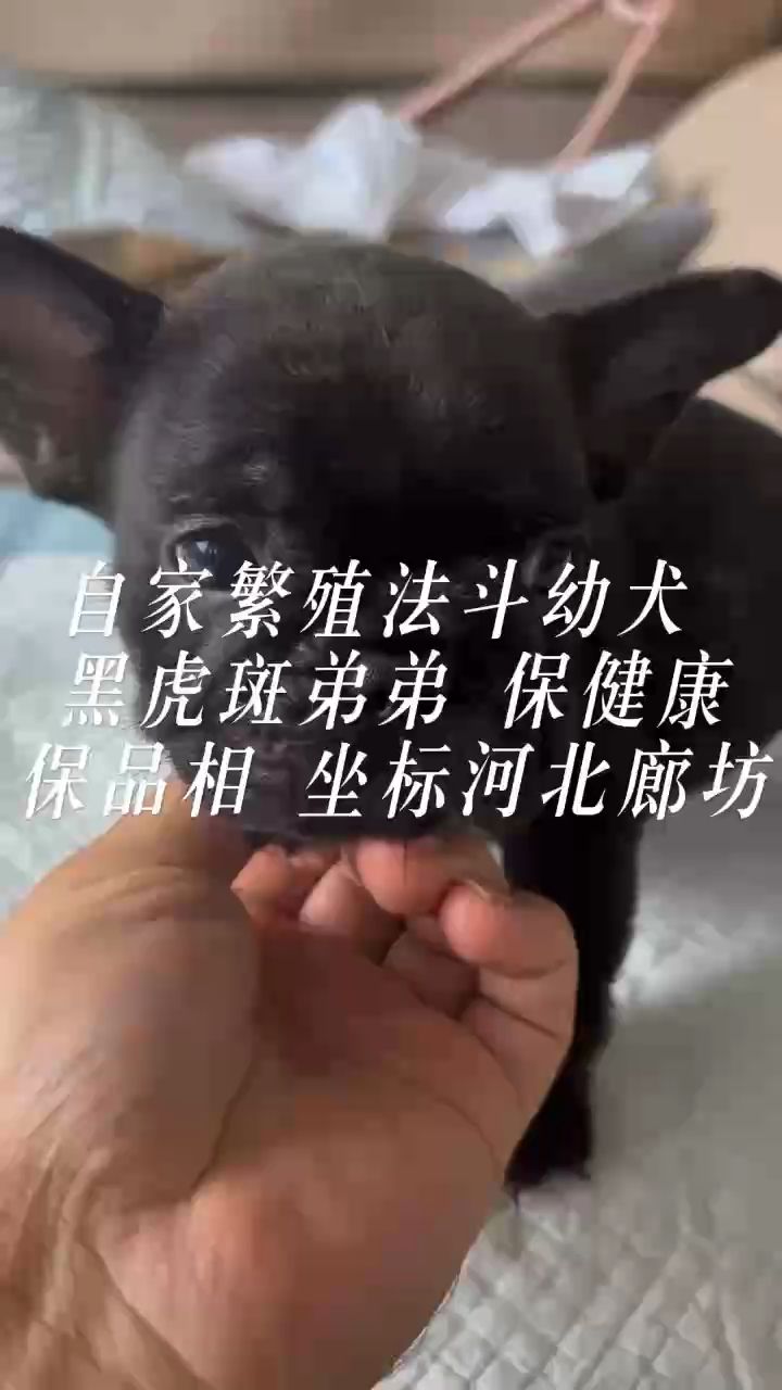 黑虎斑法斗弟弟（黑虎斑法斗弟弟是一只非常可愛的法斗犬） 黑虎斑法斗弟弟（黑虎斑法斗弟弟是一只非常可愛的法斗犬） 龍魚論壇