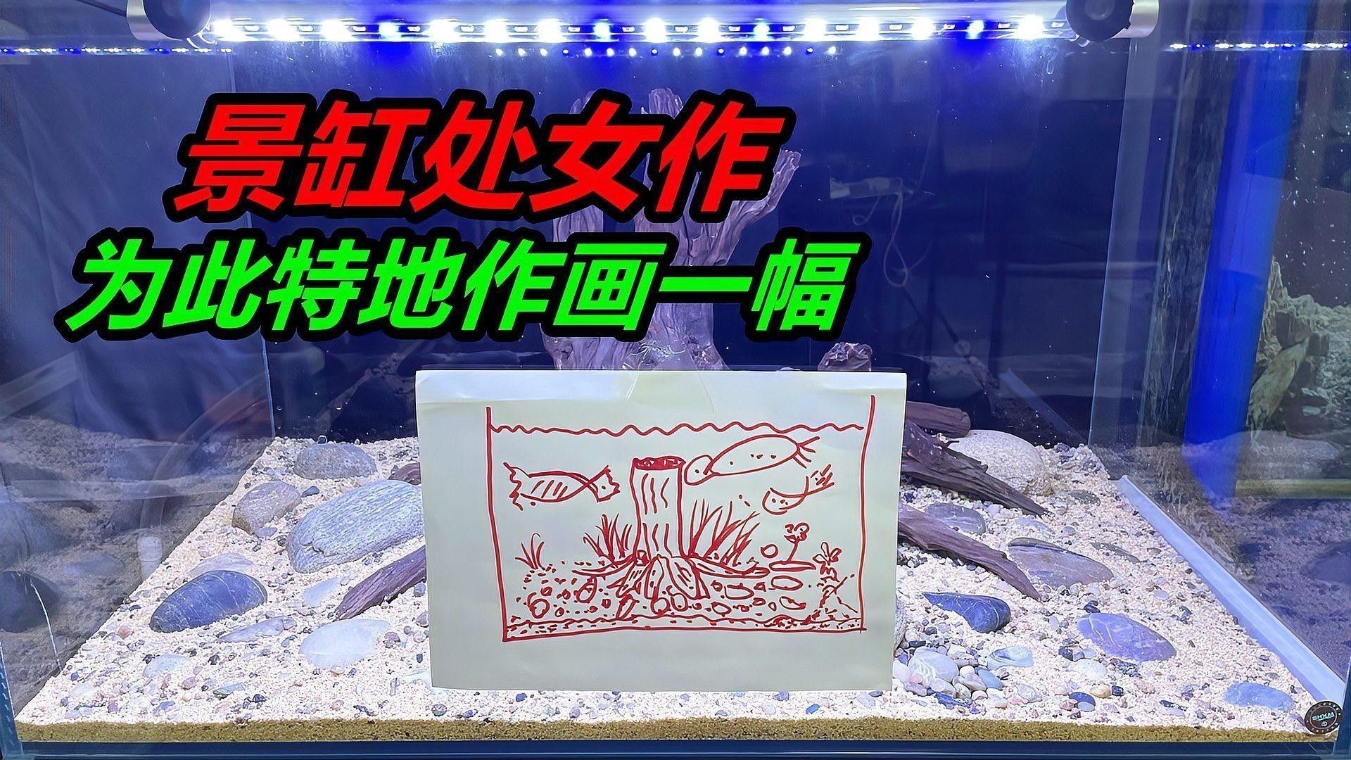 龍魚缸造景的最佳尺寸