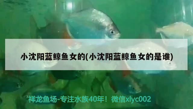 小沈陽藍鯨魚女的(小沈陽藍鯨魚女的是誰)（小沈陽小沈陽藍鯨魚女的是誰對應的相關(guān)信息）