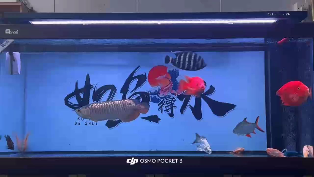 靜靜欣賞10秒鐘吧 靜靜欣賞10秒鐘吧 龍魚(yú)論壇