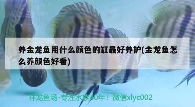 養金龍魚用什么顏色的缸最好養護(金龍魚怎么養顏色好看)（養金龍魚用什么顏色的缸最好養護） 養金龍魚用什么顏色的缸最好養護(金龍魚怎么養顏色好看)（養金龍魚用什么顏色的缸最好養護） 觀賞魚百科