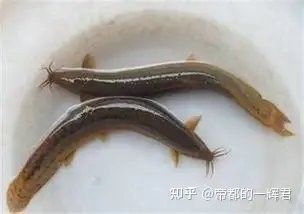 如何判斷雷龍魚是否適應泥鰍？（如何判斷雷龍魚是否適應泥鰍環境） 如何判斷雷龍魚是否適應泥鰍？（如何判斷雷龍魚是否適應泥鰍環境） 龍魚百科 第4張