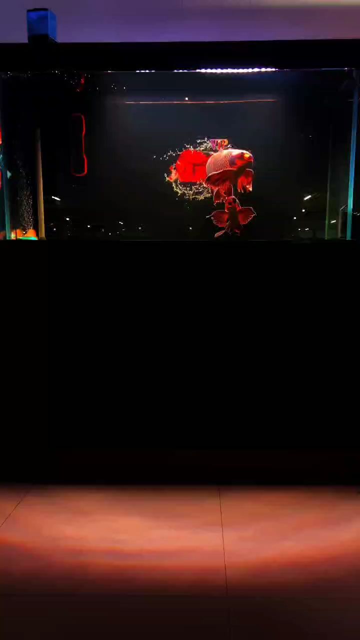 紅色熊貓蝴蝶鯉（熊貓蝴蝶鯉是一種獨特的魚類，它們的存在為世界增添了一份色彩）