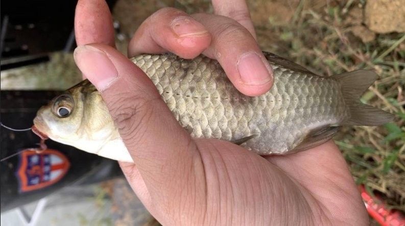 青龍魚線的使用壽命如何（青龍魚線的使用壽命與保養技巧）