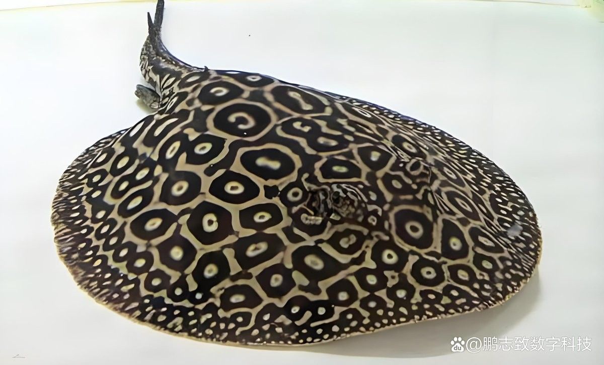龍魚和魟魚的食物有哪些不同（魚和魟魚的食物差異主要體現在食性偏好、營養需求及投喂方式上） 龍魚和魟魚的食物有哪些不同（魚和魟魚的食物差異主要體現在食性偏好、營養需求及投喂方式上） 龍魚百科 第6張