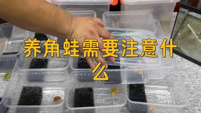 角蛙在龍魚缸中的食物來(lái)源（飼養(yǎng)角蛙需要注意什么） 角蛙在龍魚缸中的食物來(lái)源（飼養(yǎng)角蛙需要注意什么） 龍魚百科 第4張