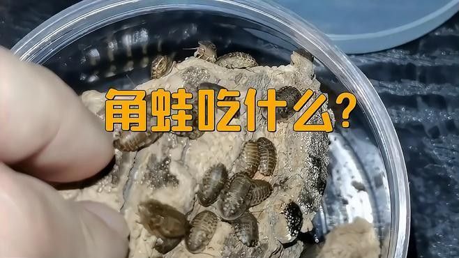 角蛙在龍魚缸中的食物來(lái)源（飼養(yǎng)角蛙需要注意什么） 角蛙在龍魚缸中的食物來(lái)源（飼養(yǎng)角蛙需要注意什么） 龍魚百科 第1張