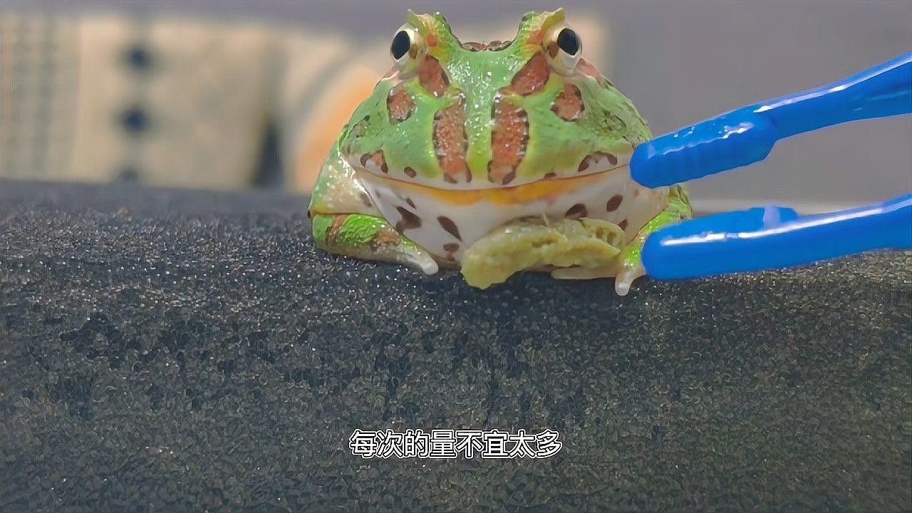 角蛙在龍魚缸中的食物來(lái)源（飼養(yǎng)角蛙需要注意什么） 角蛙在龍魚缸中的食物來(lái)源（飼養(yǎng)角蛙需要注意什么） 龍魚百科 第3張
