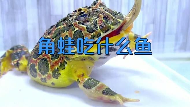 角蛙在龍魚缸中的食物來(lái)源（飼養(yǎng)角蛙需要注意什么） 角蛙在龍魚缸中的食物來(lái)源（飼養(yǎng)角蛙需要注意什么） 龍魚百科 第2張