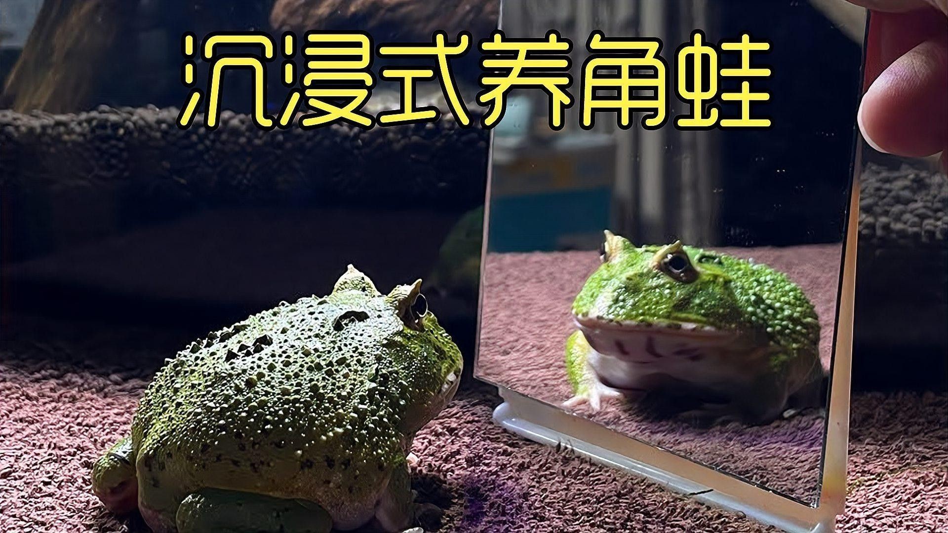 角蛙在龍魚缸中的食物來(lái)源（飼養(yǎng)角蛙需要注意什么） 角蛙在龍魚缸中的食物來(lái)源（飼養(yǎng)角蛙需要注意什么） 龍魚百科 第5張