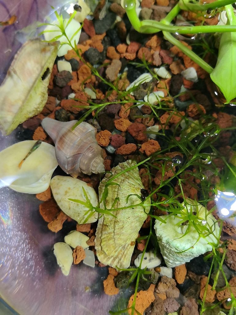魚缸用增氧泵價格是多少:魚缸增氧機-xtrac增氧機-xtrac增氧機 20251015(中國成功發射一顆衛星) 龍魚論壇 20251015(中國成功發射一顆衛星) 20251015(中國成功發射一顆衛星) 龍魚論壇