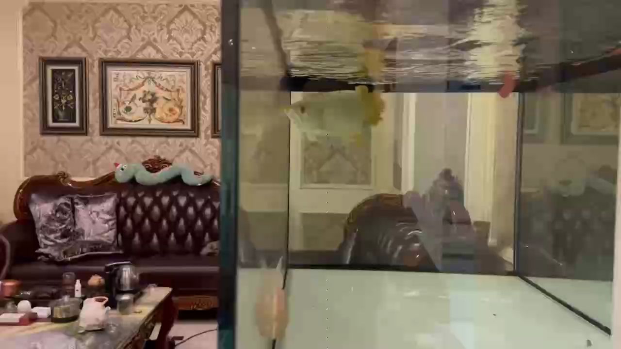 龍魚(yú)求救（小伙海邊發(fā)現(xiàn)一條受傷的龍魚(yú)，看爛尾又游泳不對(duì)）