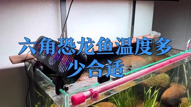 六角龍魚缸最佳溫度是多少（六角恐龍魚的最佳水溫）