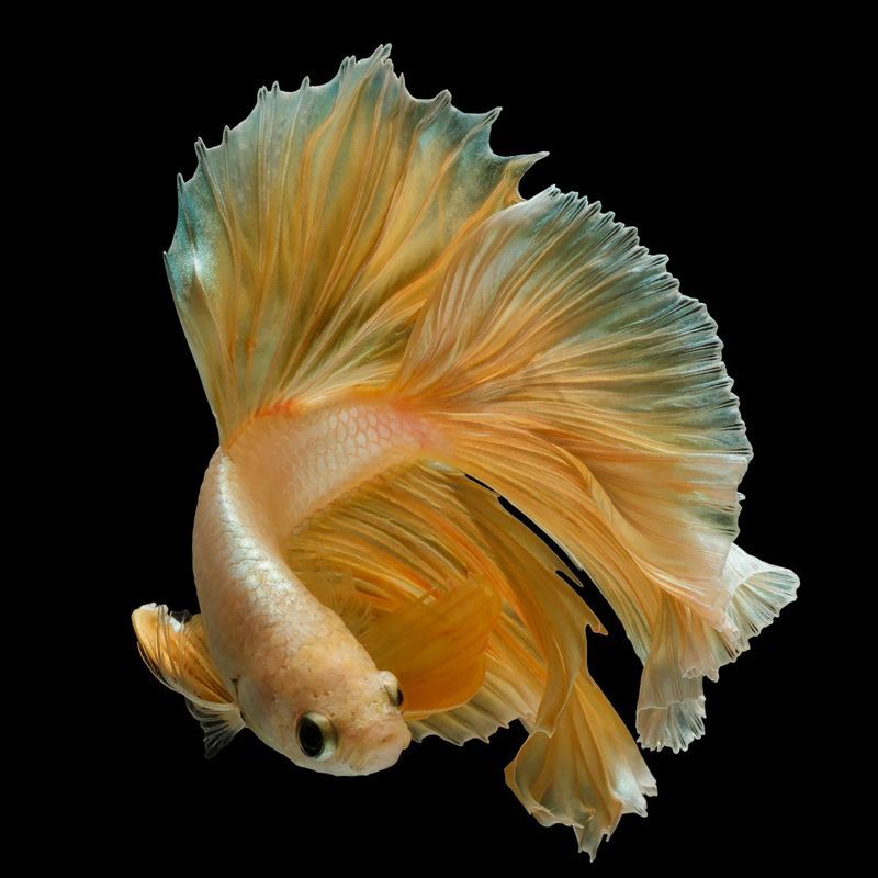 粉紅色尾巴金龍魚一條多少錢（關(guān)于粉紅色尾巴金龍魚的問題）