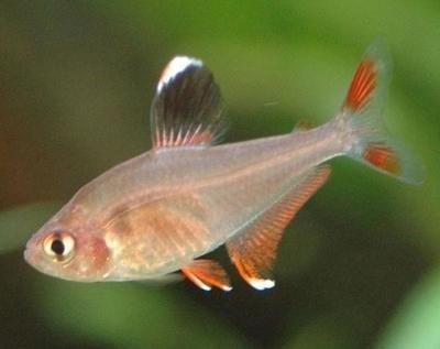 粉紅色尾巴金龍魚一條多少錢（關(guān)于粉紅色尾巴金龍魚的問題）