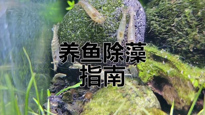如何判斷龍魚缸是否需要除藻（如何判斷魚缸是否需要除藻？）