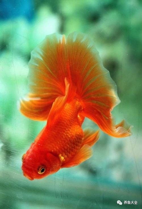 如何判斷龍魚缸是否需要除藻（如何判斷魚缸是否需要除藻？）