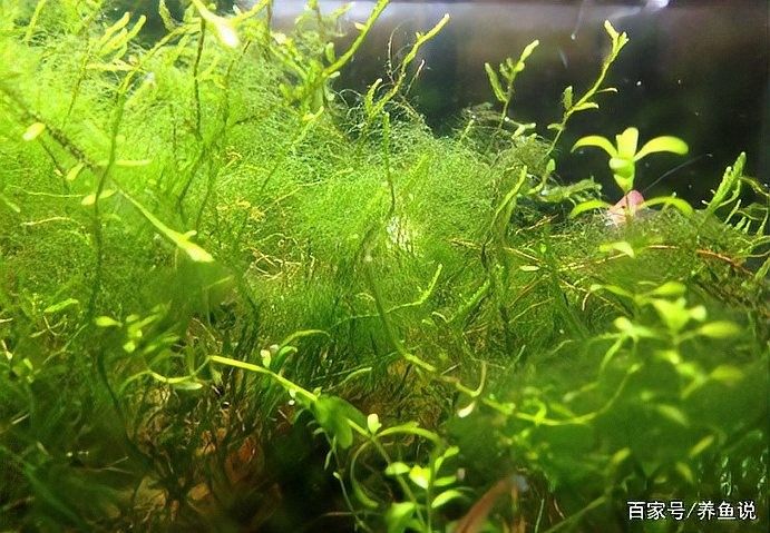 如何判斷龍魚缸是否需要除藻（如何判斷魚缸是否需要除藻？）