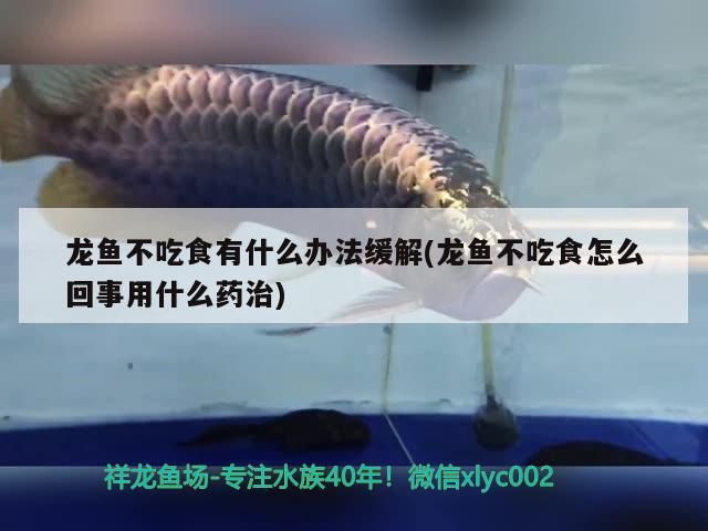 龍魚不吃食有什么辦法緩解(龍魚不吃食怎么回事用什么藥治)（龍魚不吃食怎么辦）