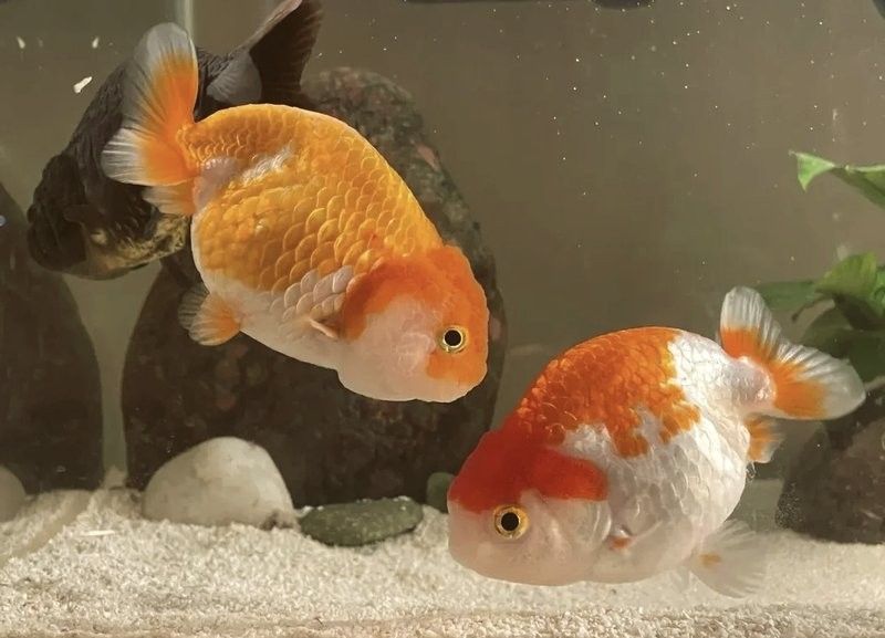 蘭壽金魚多久換一次水？（蘭壽金魚多久換一次水）